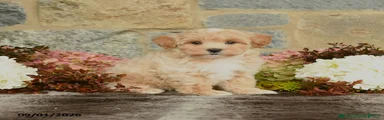 Lucas