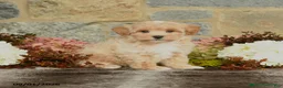 Maltipoo dogs for sale: Lucas - Ad 1