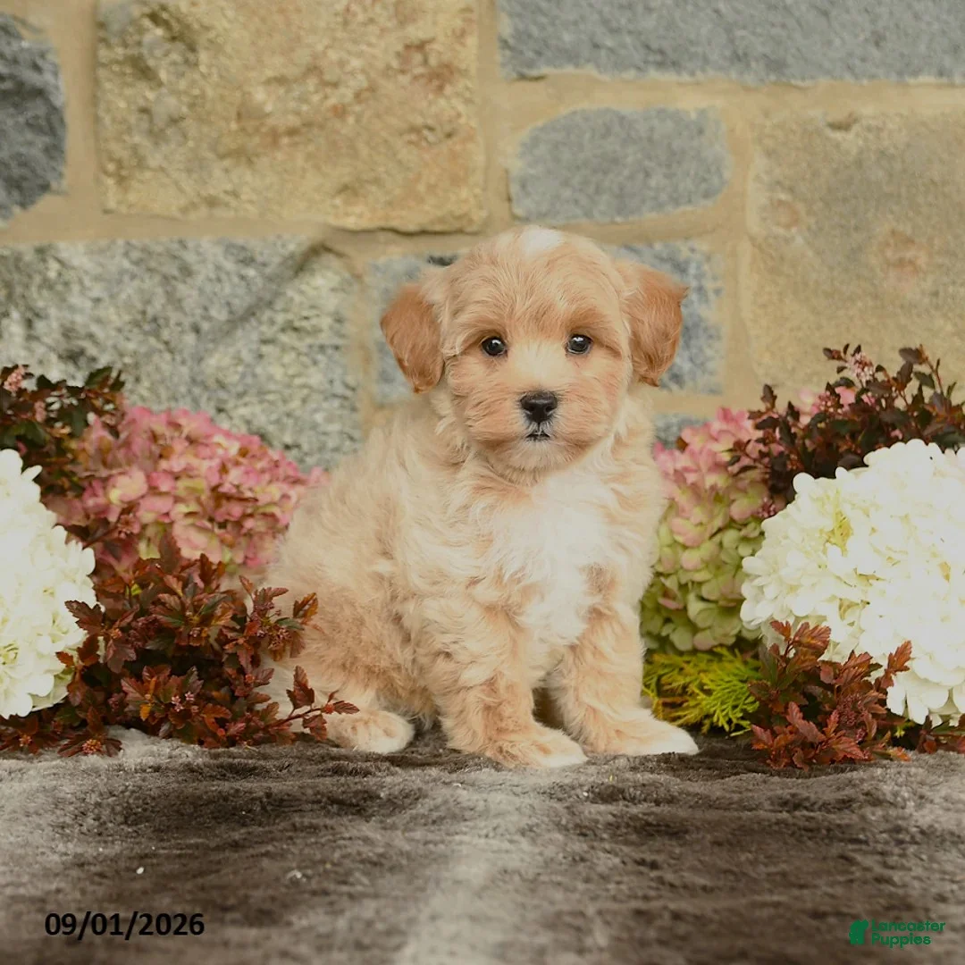 Maltipoo dogs for sale: Lucas - Ad 1