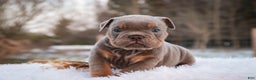 English Bulldog dogs for sale: Titan - Ad 5