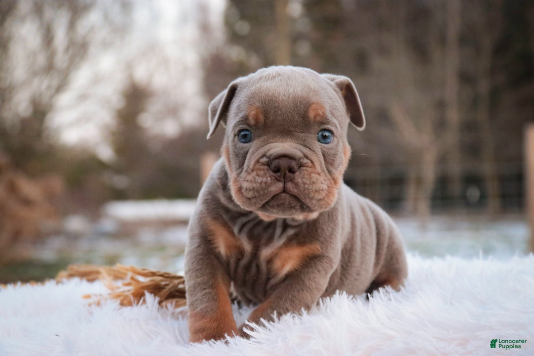 English Bulldog dogs for sale: Titan - Ad 5