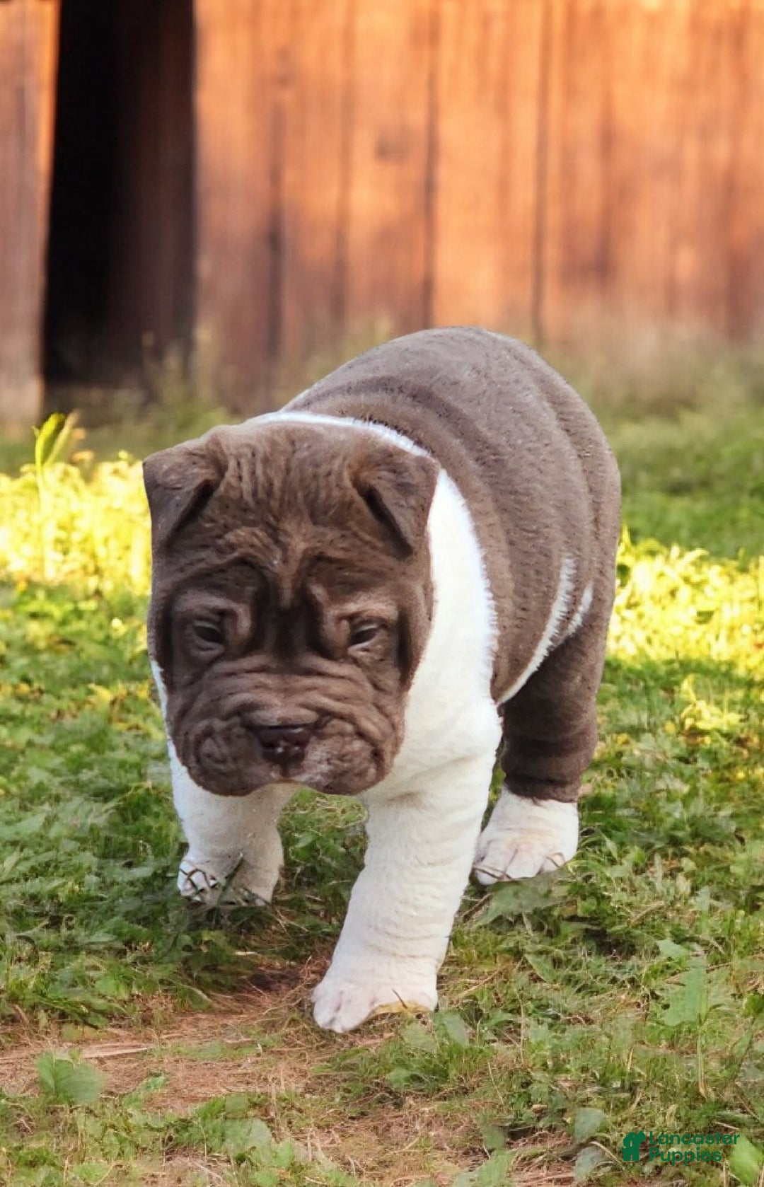 Shar Pei dogs for sale: Jester chocolate mini  - Ad 3