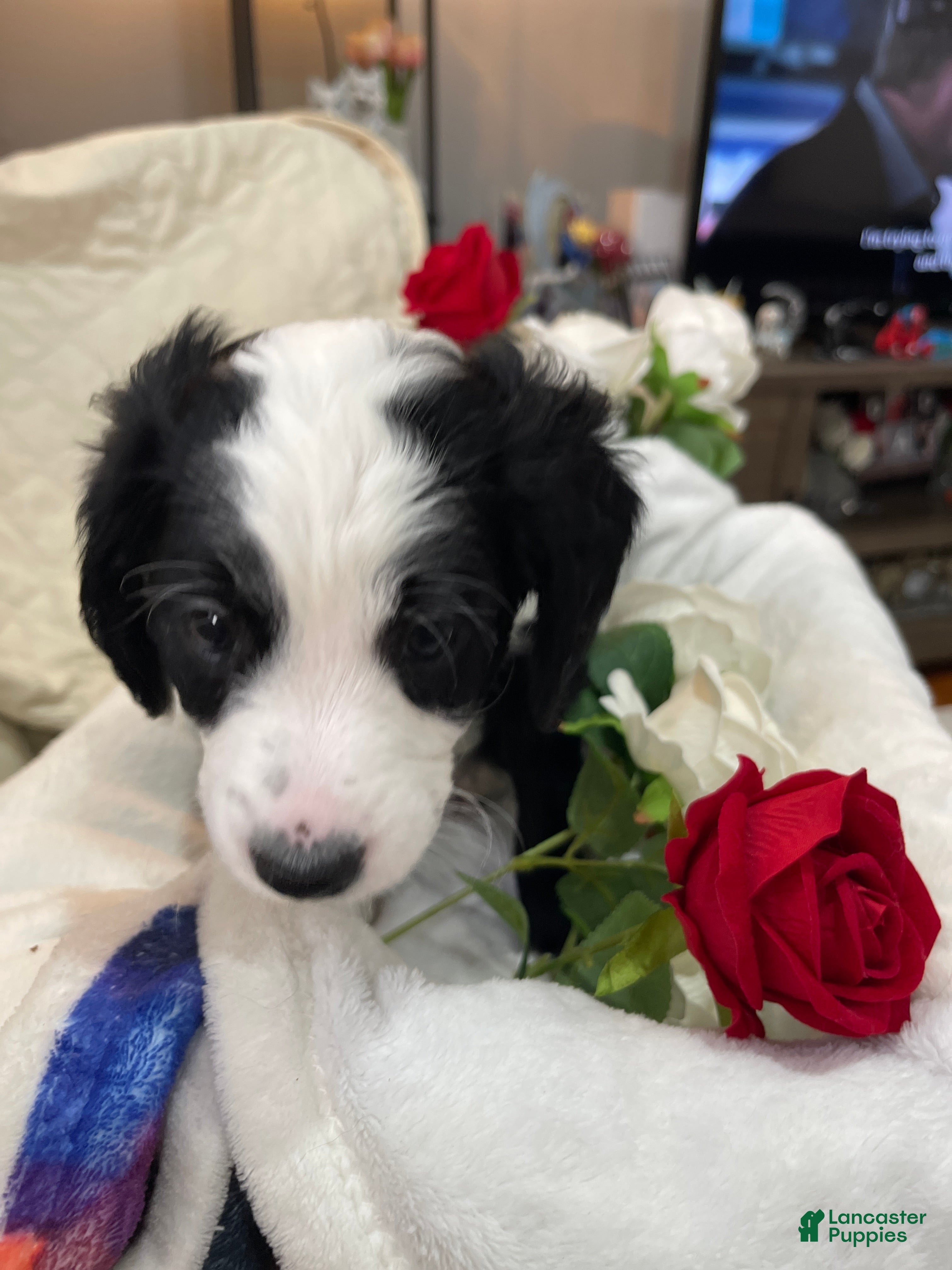 Aussiedoodle dogs Joy - Ad 2