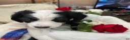 Aussiedoodle dogs for sale: Joy - Ad 3