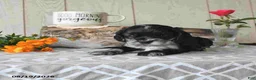 Cocker Spaniel dogs for sale: Tanisha - Ad 3