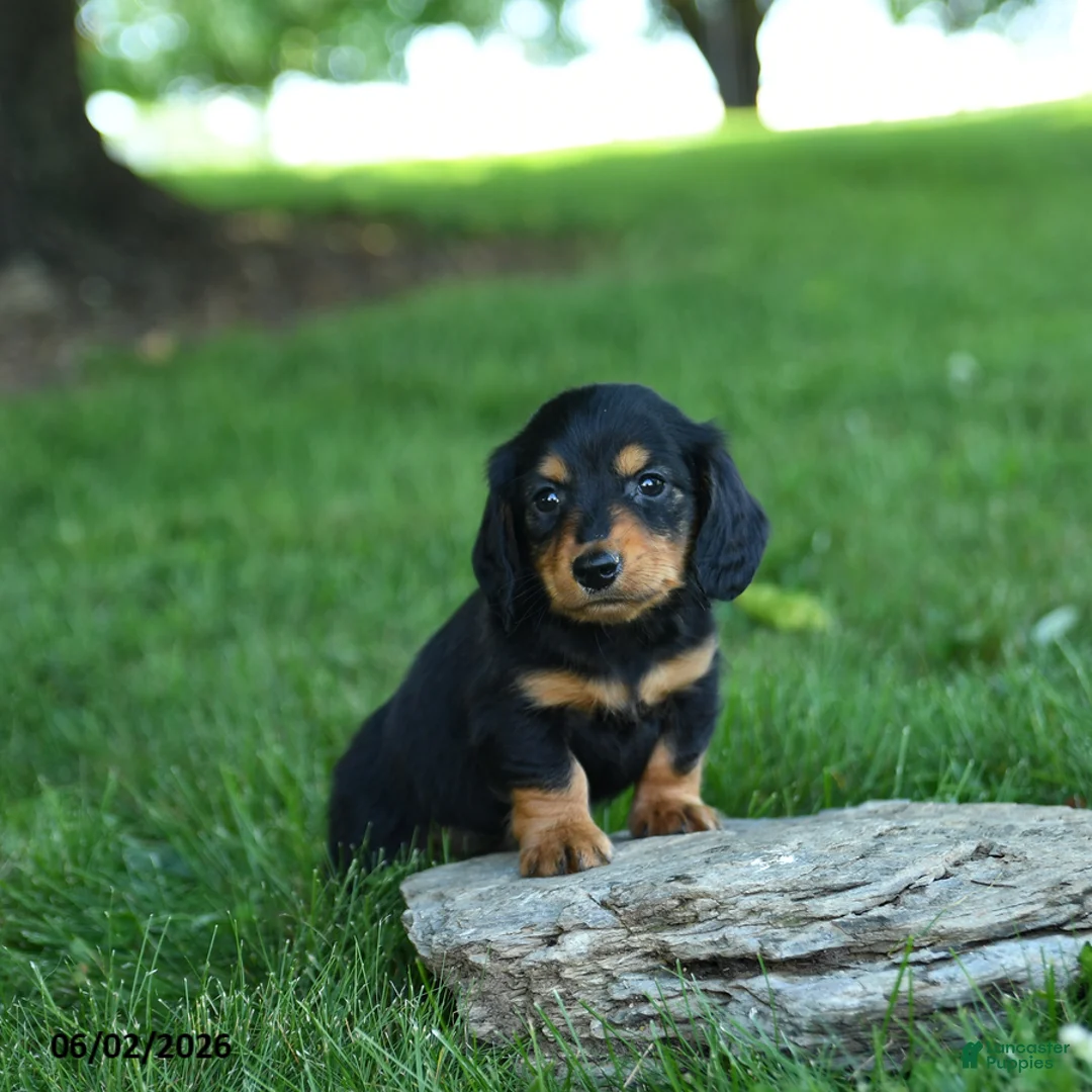 Miniature Dachshund dogs for sale: Sherbet - Ad 2