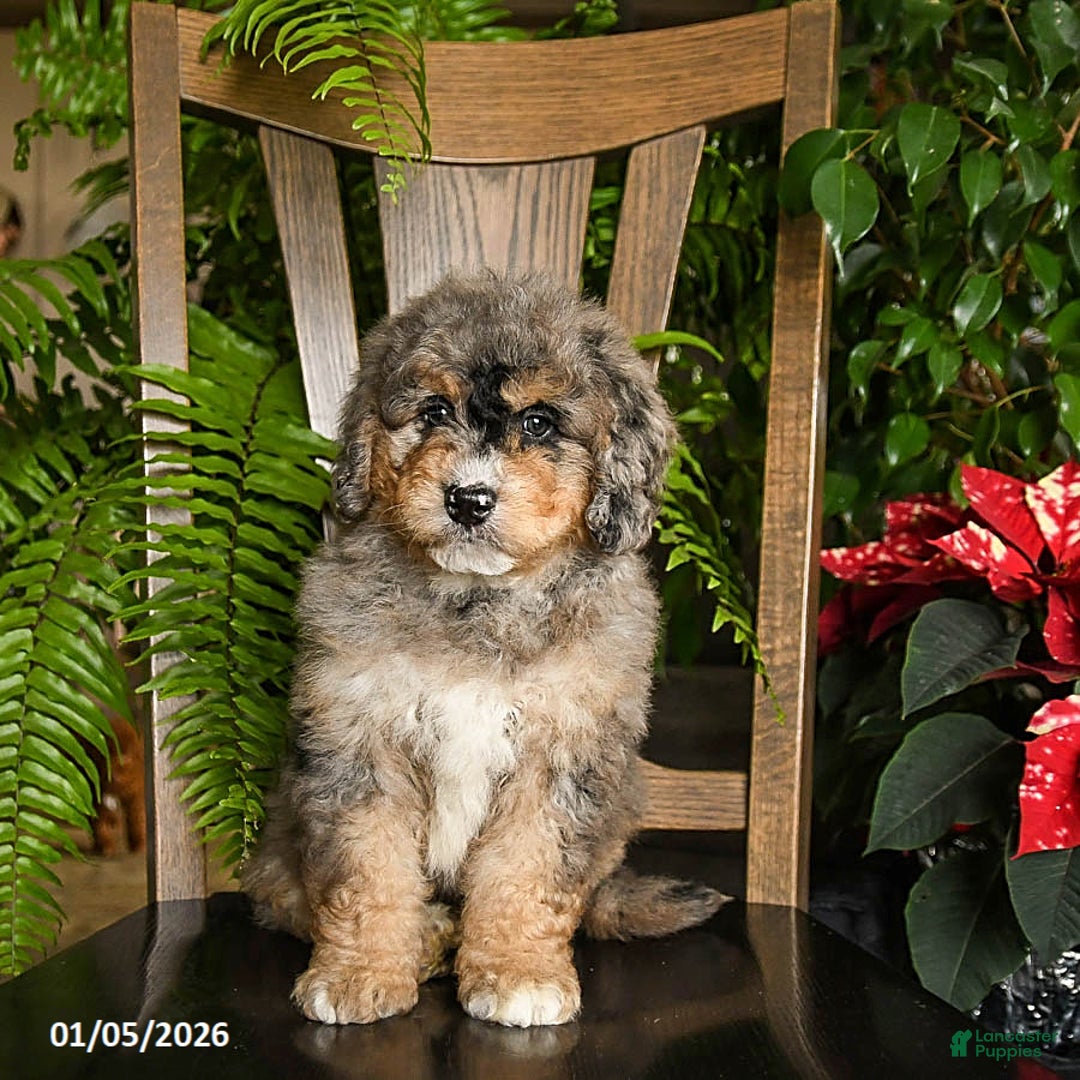 Mini Bernedoodle dogs for sale: Thor - Ad 3