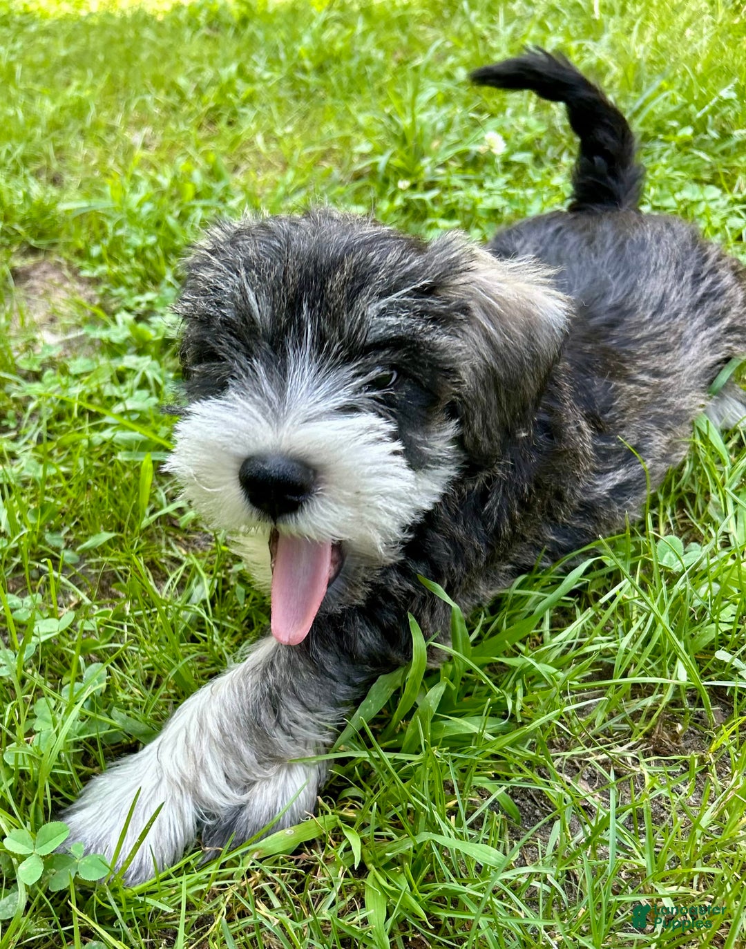 Miniature Schnauzer dogs for sale: Bernie - Ad 3