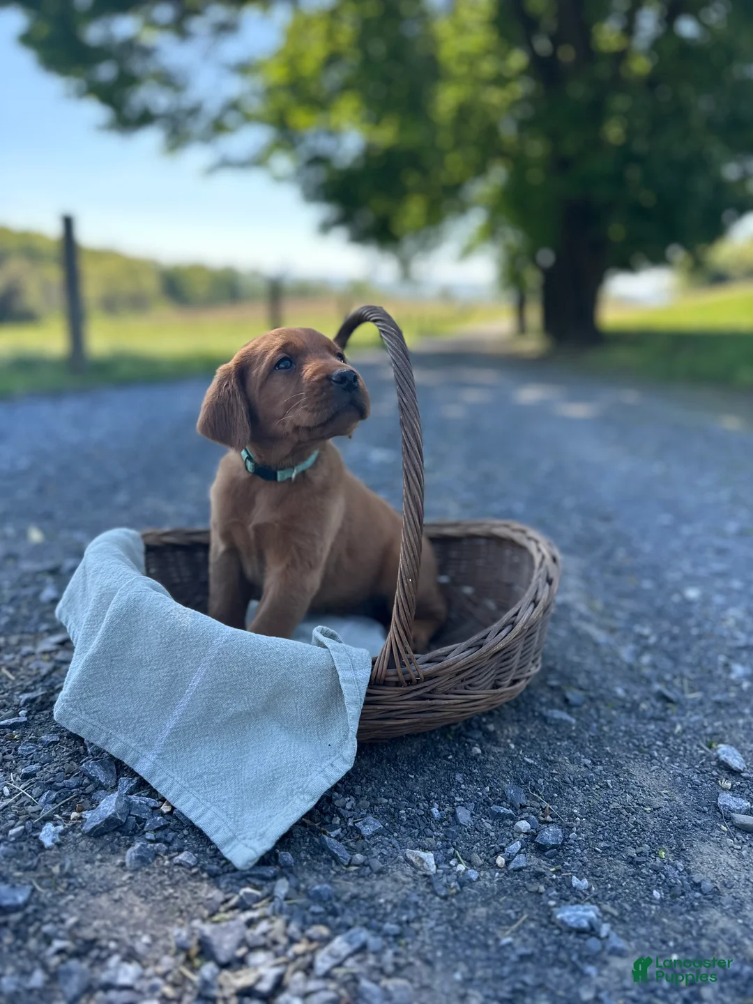 Mixed Breed dogs for sale: Baylor - Ad 2