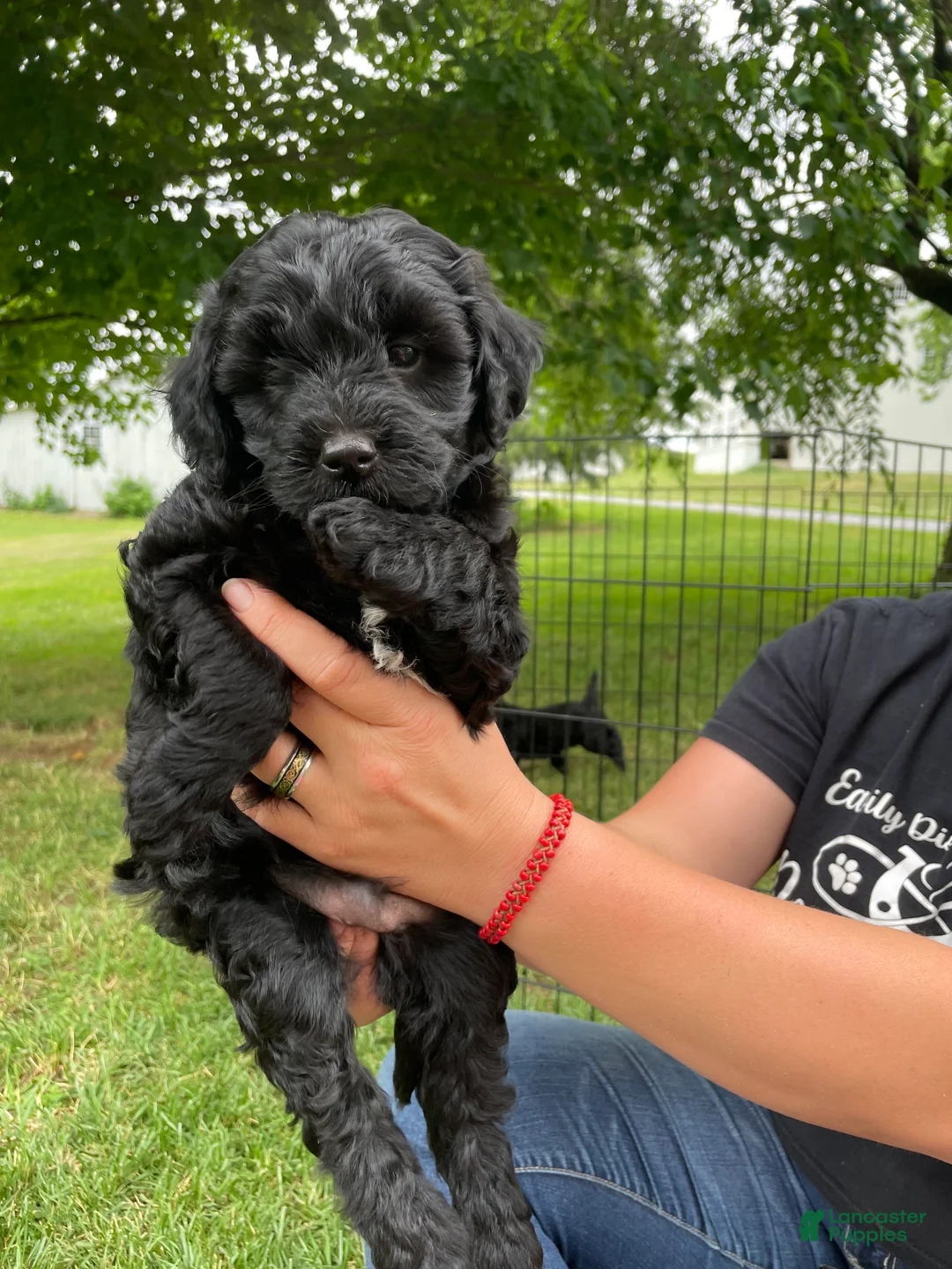 Miniature Poodle dogs for sale: Jimmy - Ad 1