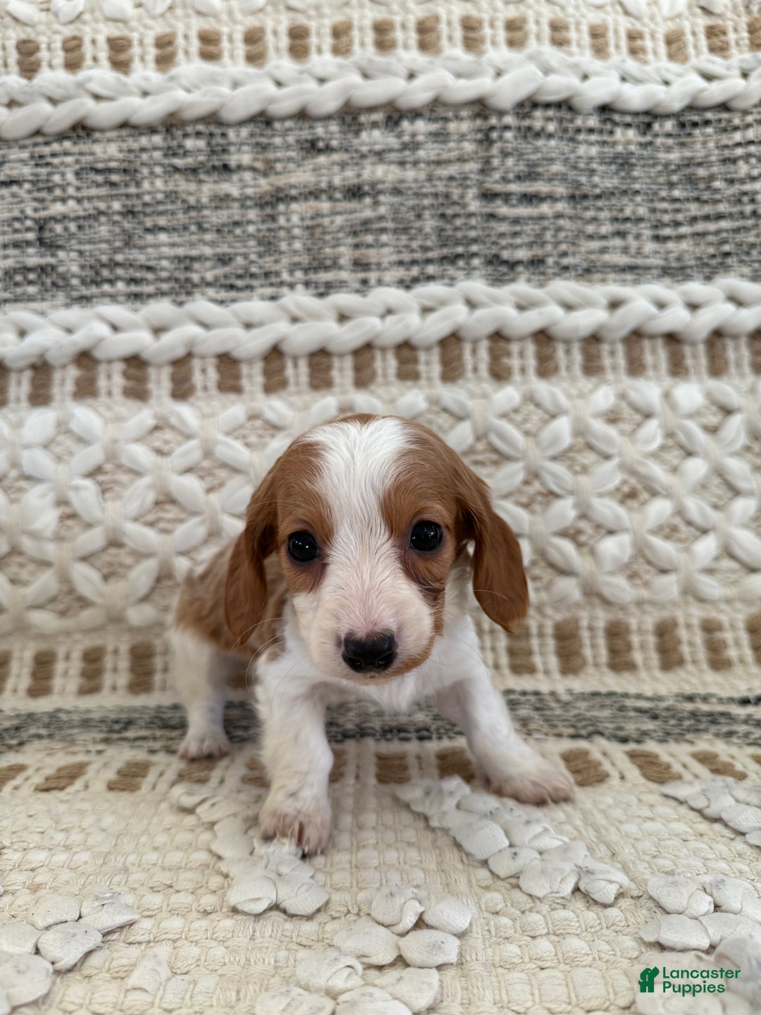 Miniature Dachshund dogs for sale: Lucy - Ad 15