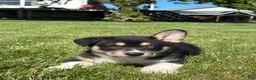 Mixed Breed dogs for sale: Rick - Ad 3