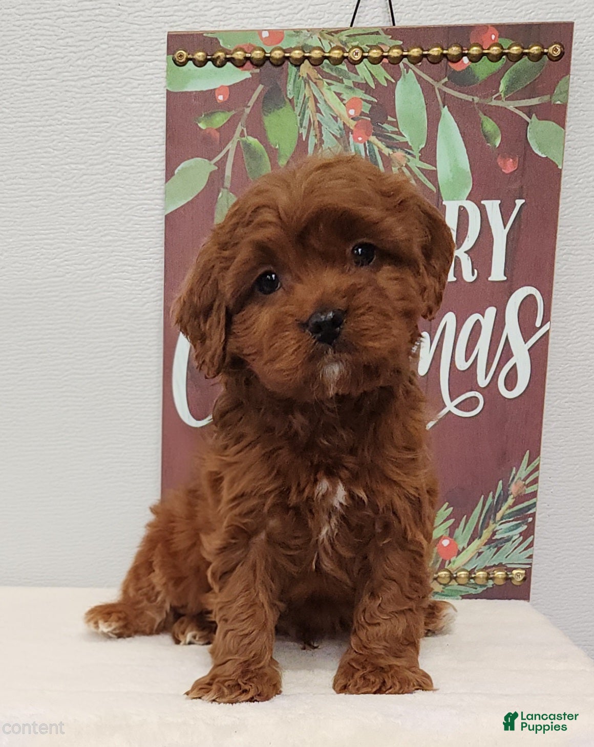 Cavapoo dogs Rex - Ad 31