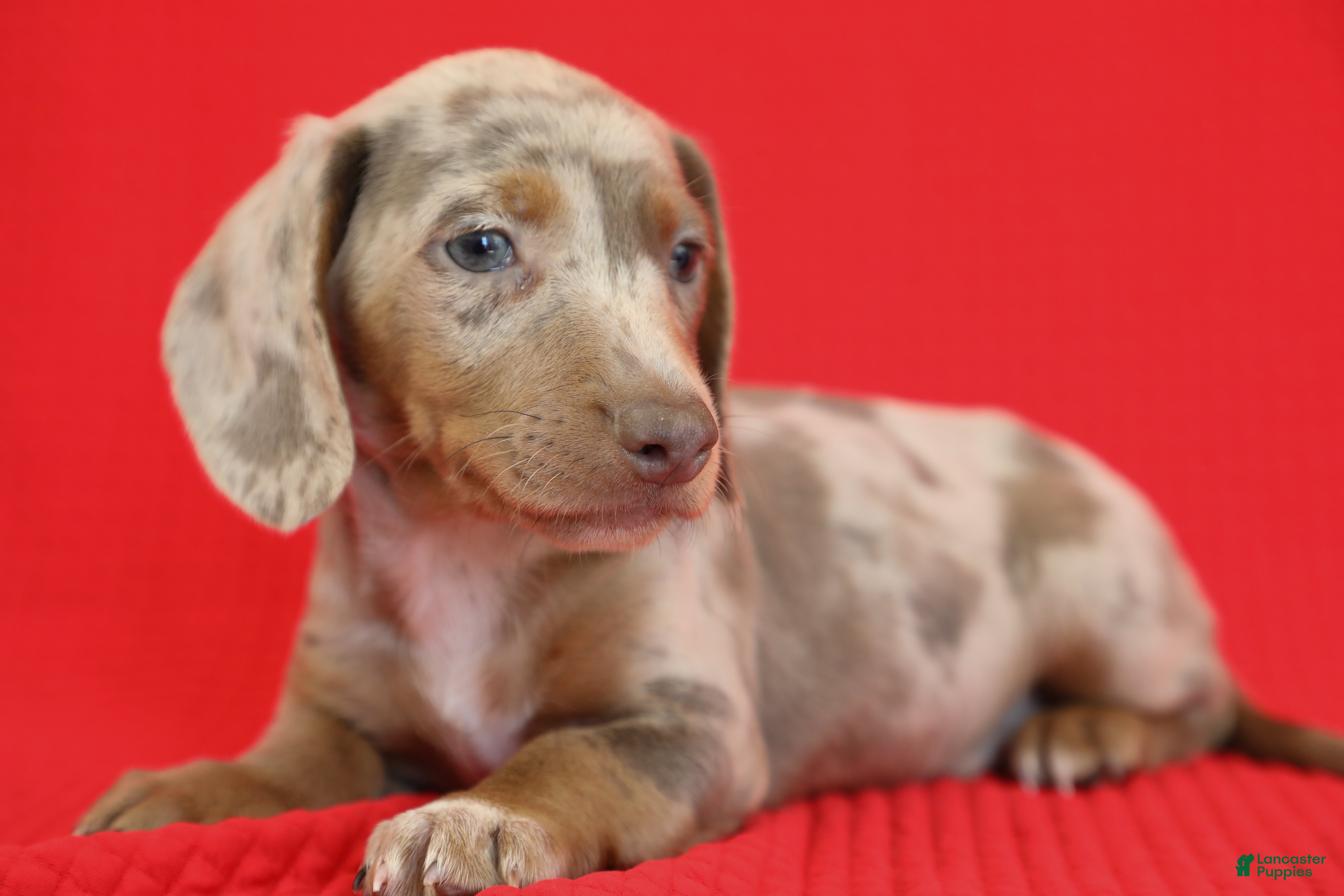 Dachshund dogs Aries 🪐 - Ad 2