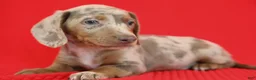 Dachshund dogs for sale: Aries 🪐 - Ad 2