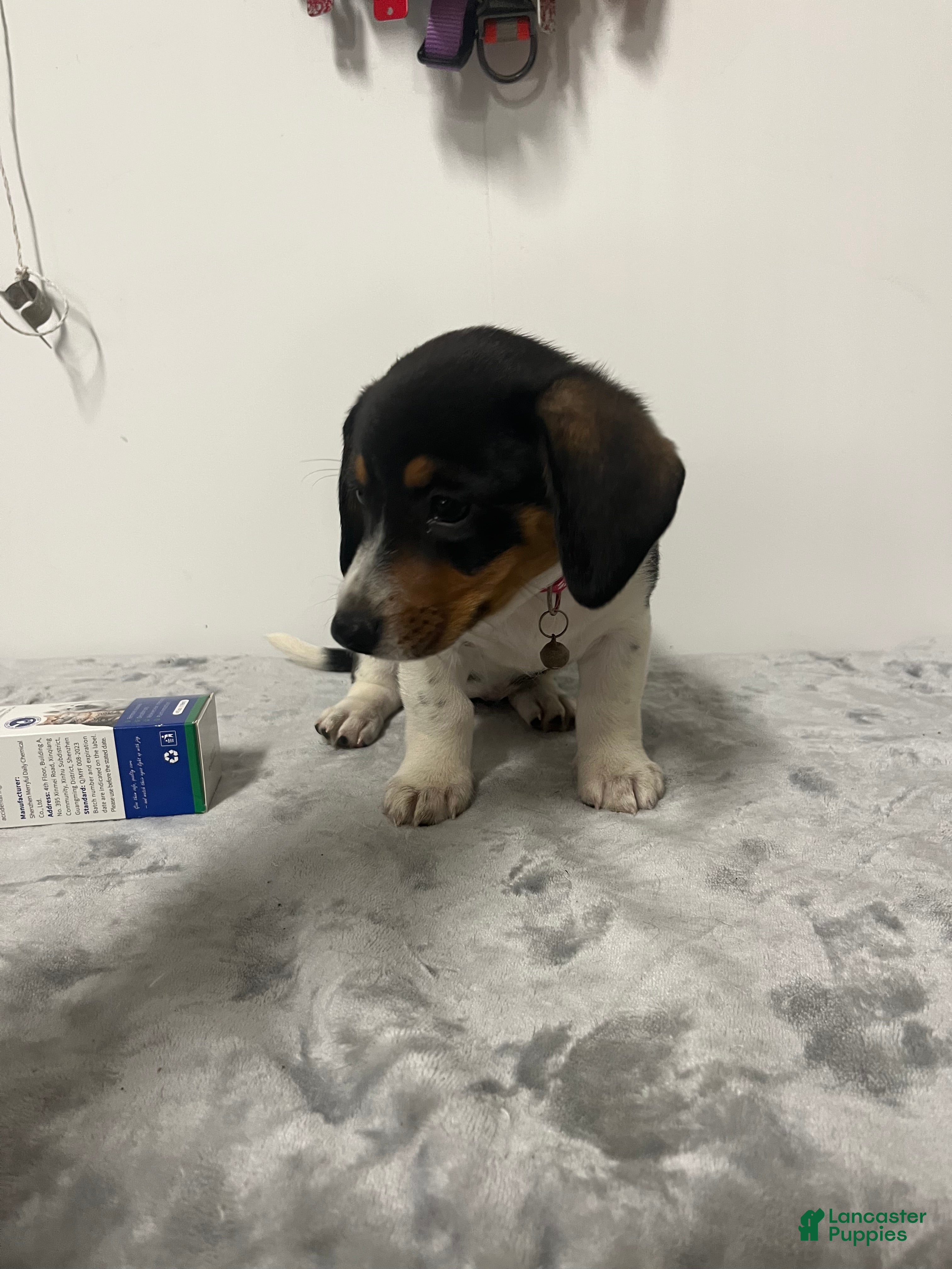 Mixed Breed dogs Aspen - Ad 1