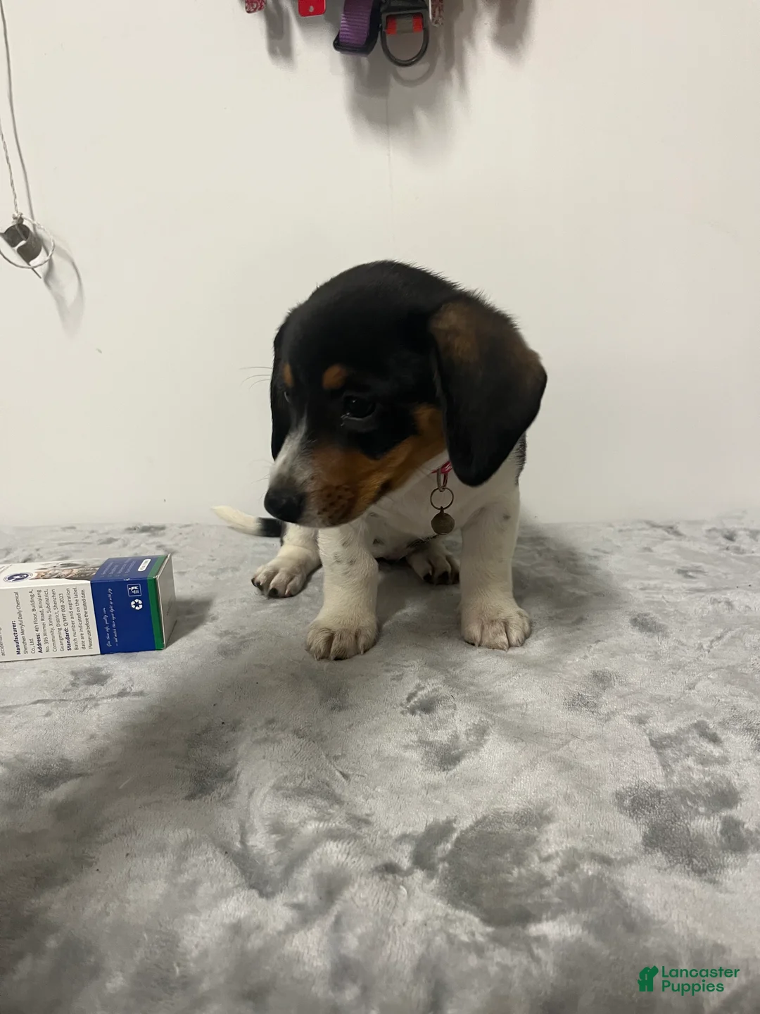 Mixed Breed dogs for sale: Aspen - Ad 1