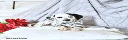 Dalmatian dogs for sale: Bailey - Ad 4