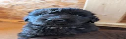 Newfoundland dogs for sale: Hero - Ad 8