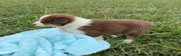 Australian Shepherd dogs for sale: Curlie - Ad 5
