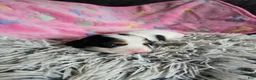Miniature Dachshund dogs for sale: Piglet - Ad 8
