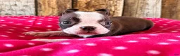 Boston Terrier dogs for sale: Ancho - Ad 2