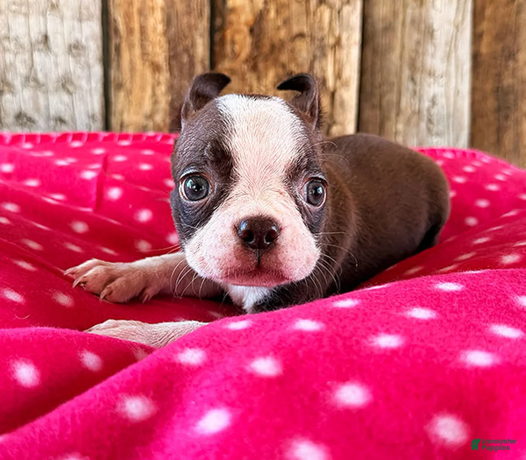 Boston Terrier dogs for sale: Ancho - Ad 2