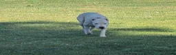 Dogo Argentino dogs for sale: Pink - Ad 7