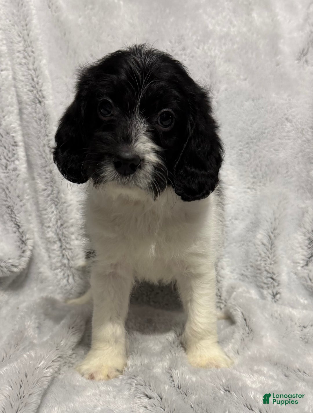 Mixed Breed dogs for sale: Cole - Ad 4