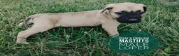 English Mastiff dogs for sale: Loper - Ad 3