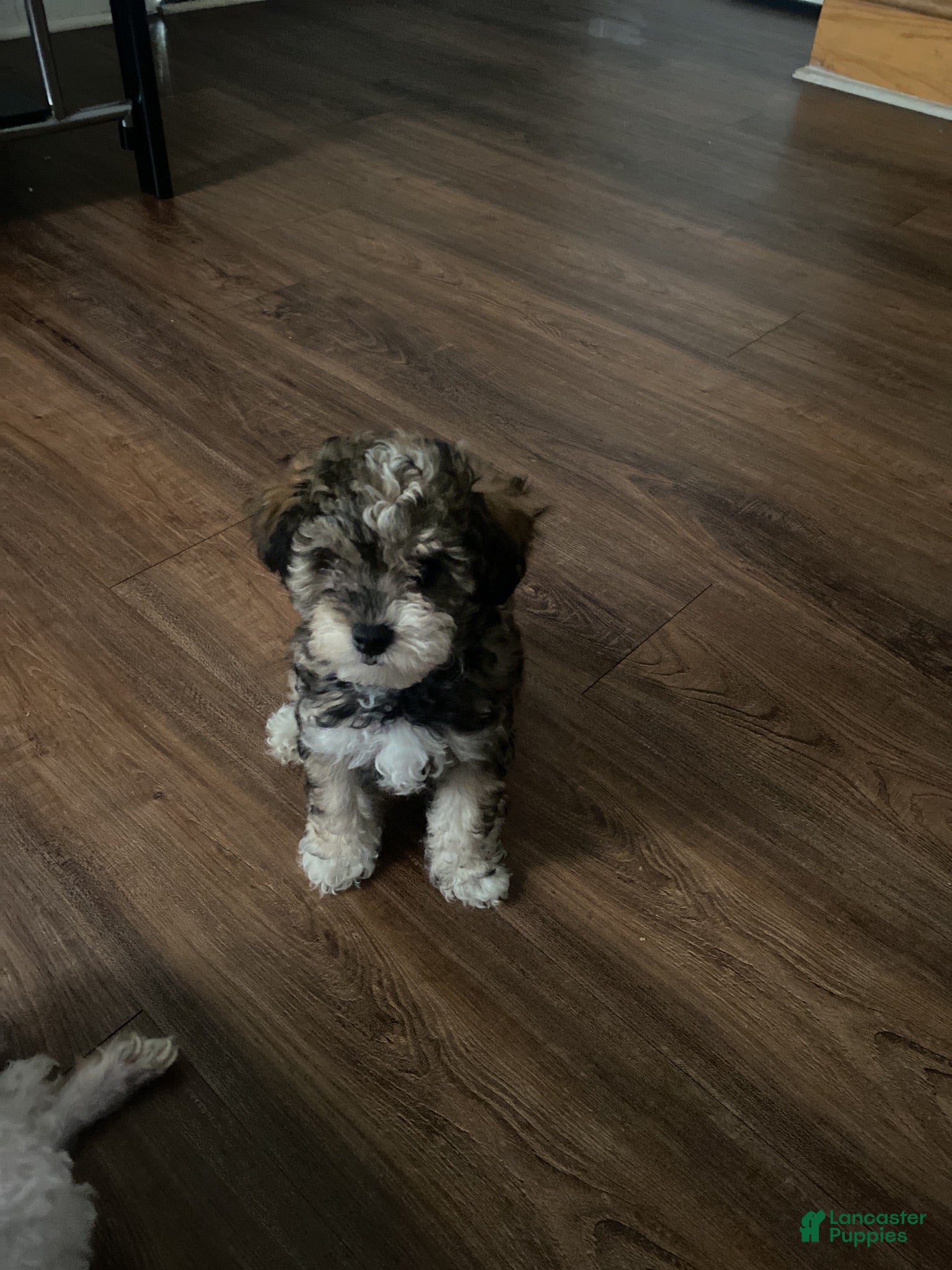 Yorkiepoo dogs Yorkiepoo  - Ad 32