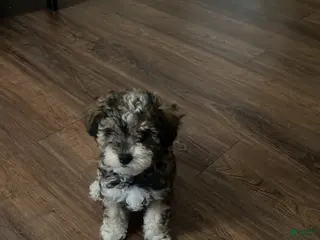 Yorkiepoo dogs Yorkiepoo - Ad 1