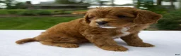 Cavapoo dogs for sale: Royal - Ad 2