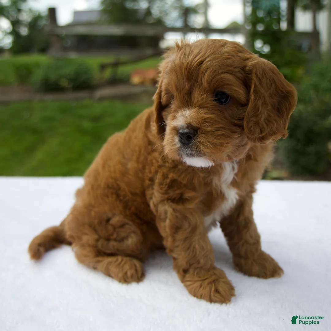 Cavapoo dogs for sale: Royal - Ad 2