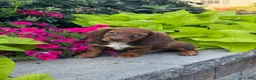 Miniature Dachshund dogs for sale: Diago - Ad 5