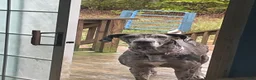 Great Dane dogs for sale: Chevy - Ad 5