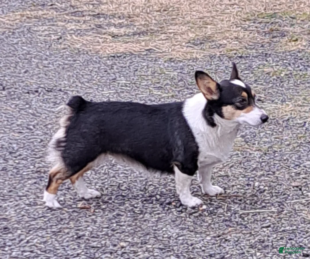 Welsh Corgi Pembroke dogs for sale: Salvador Dali - Ad 4