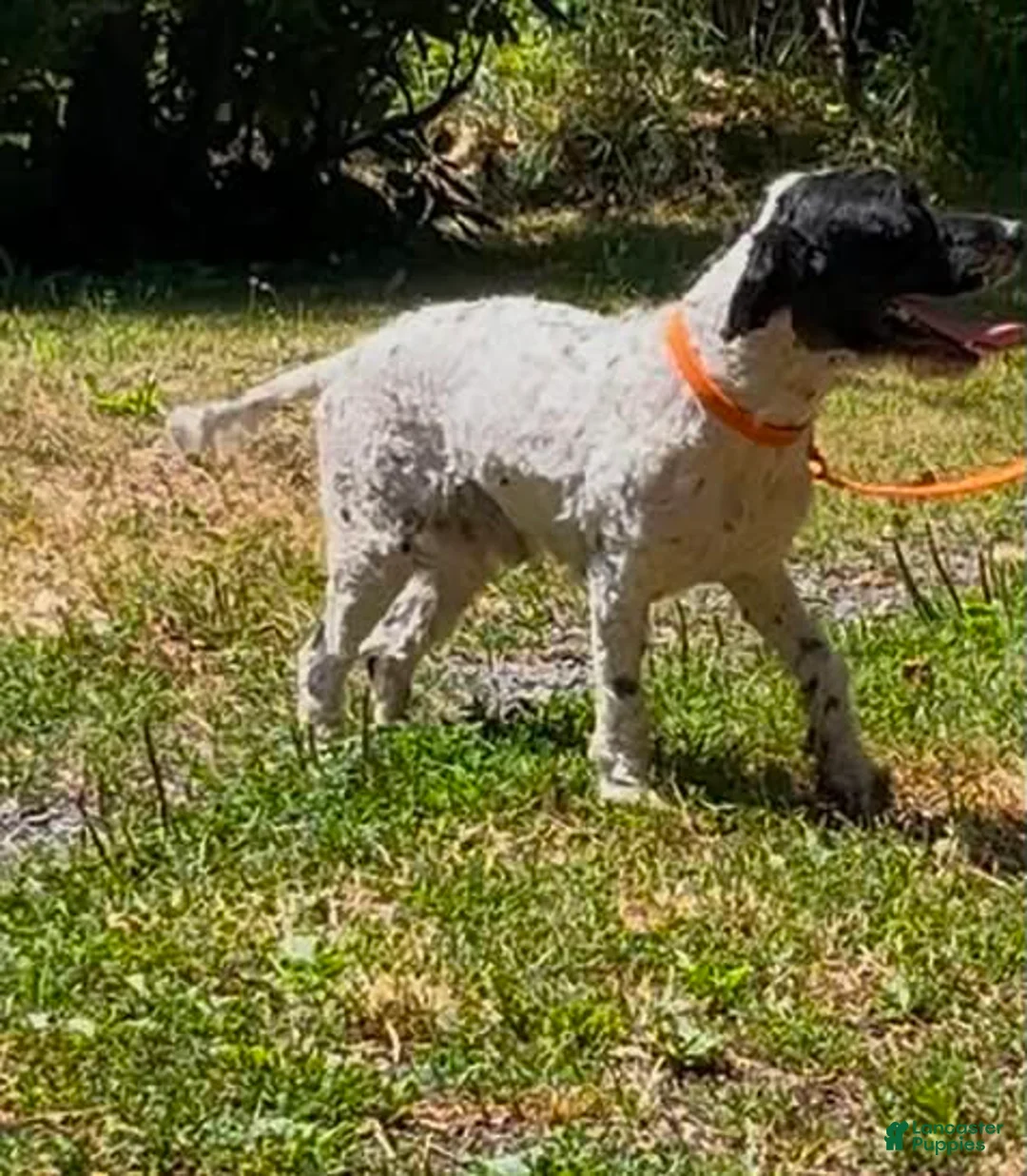 Cockapoo dogs for sale: Cockapoo 1 - Ad 2