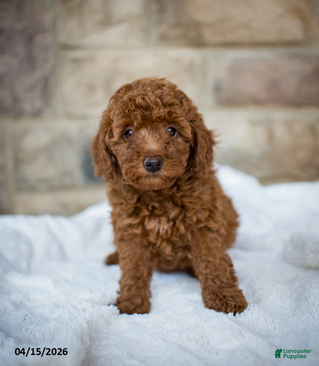 Miniature Poodle dogs for sale: Joy - Ad 1