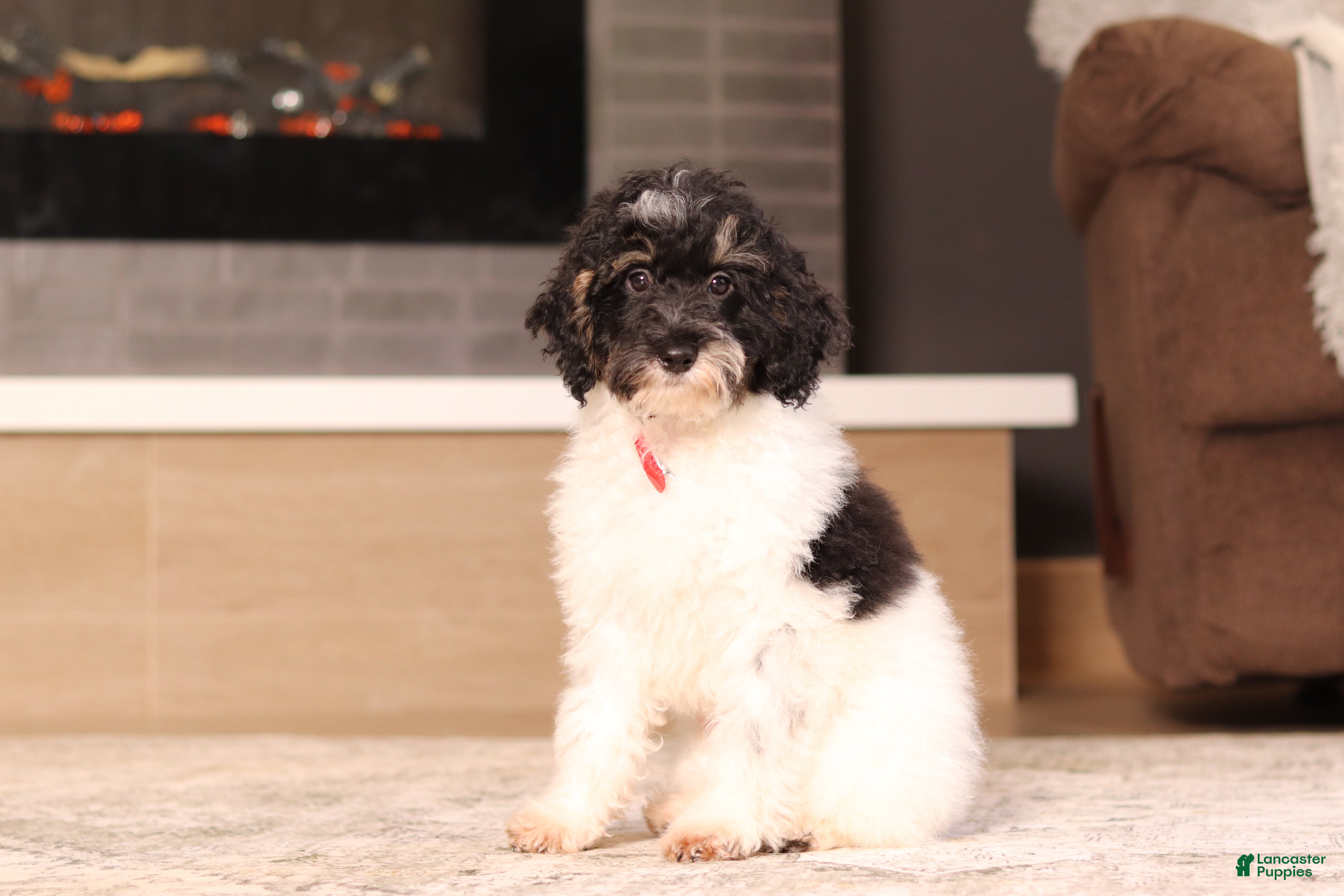 Miniature Poodle dogs Maverick (AKC) - Ad 2