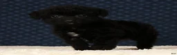 Yorkiepoo dogs for sale: Fidget Special Needs - Ad 8