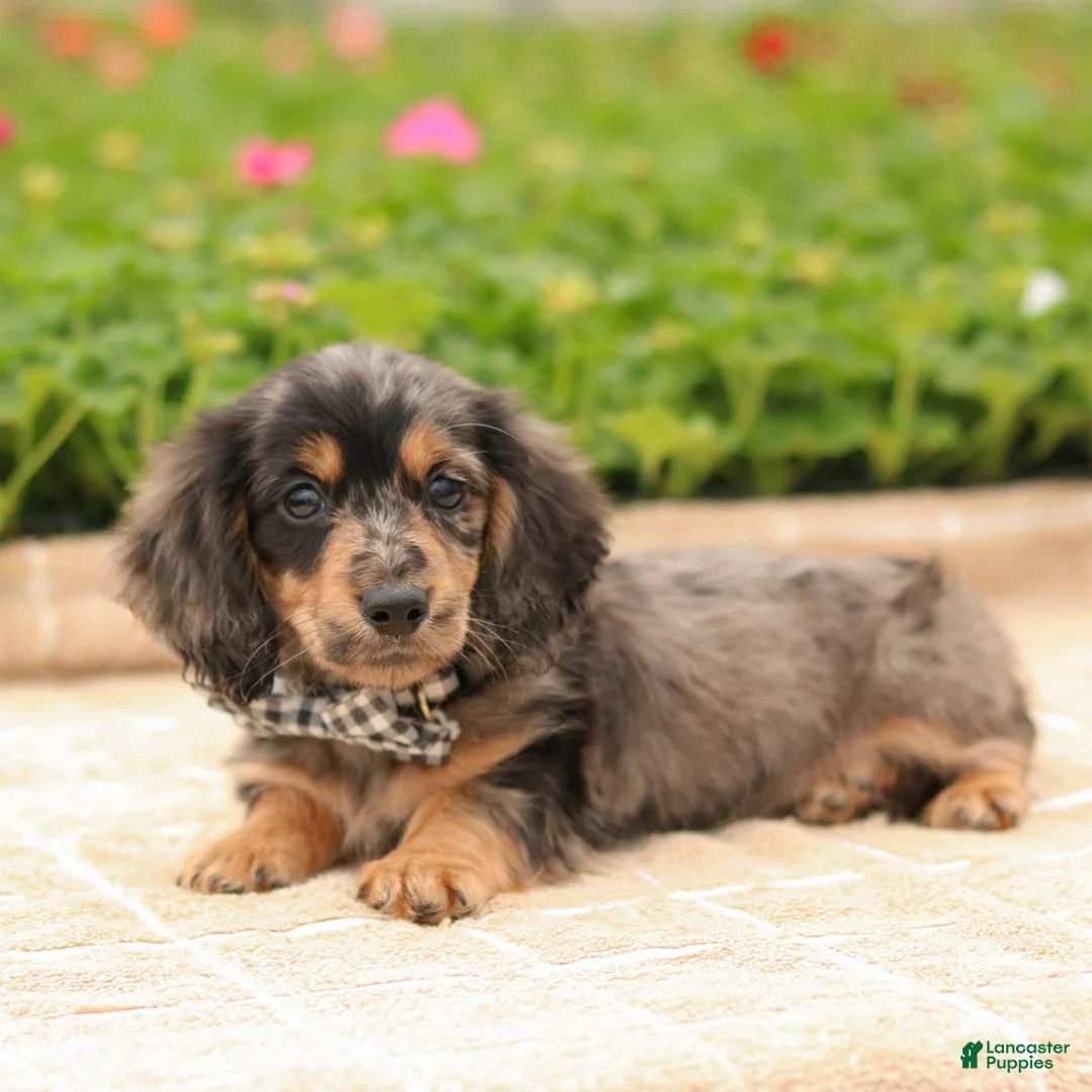 Miniature Dachshund dogs for sale: Miniature Dachshund Puppy 1 - Ad 4