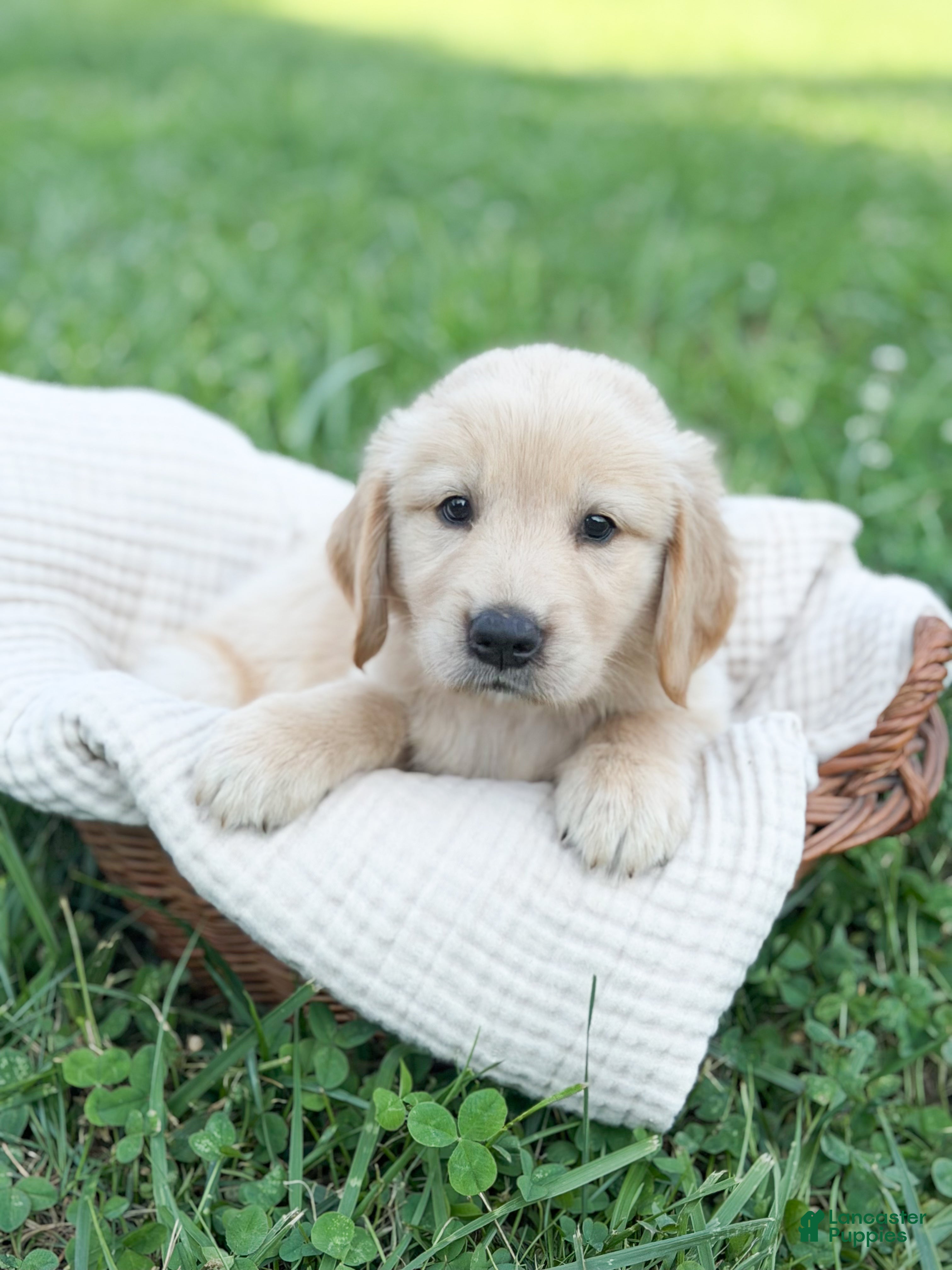 Golden Retriever dogs Ranger - Ad 12