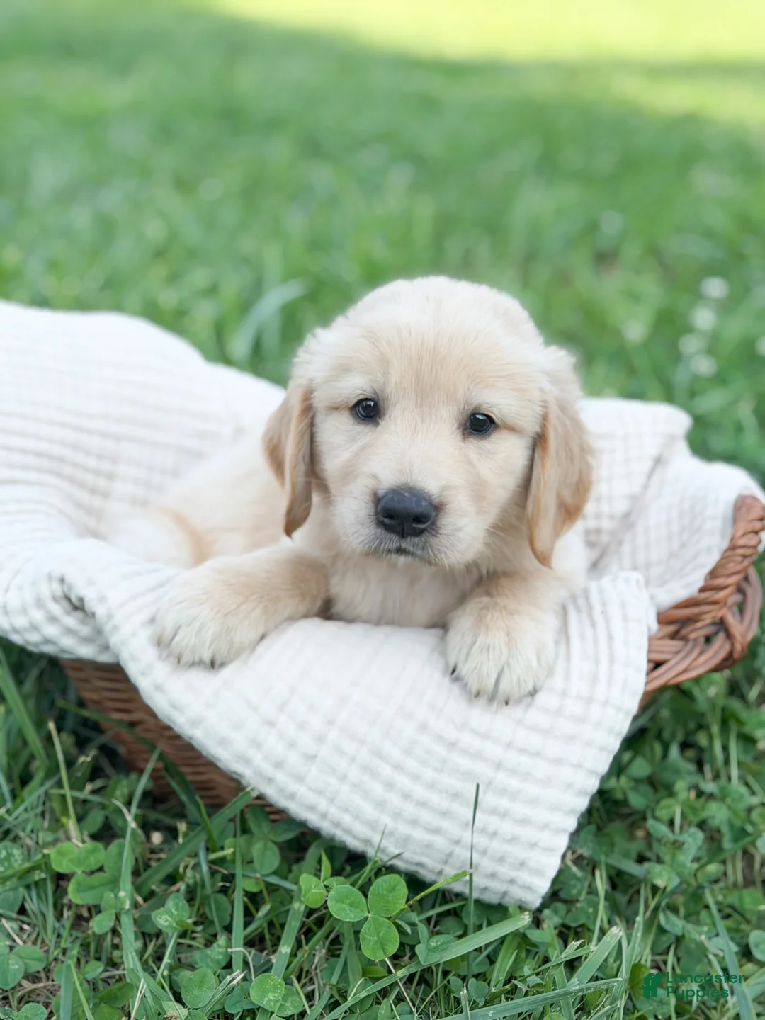 Golden Retriever dogs for sale: Ranger - Ad 1
