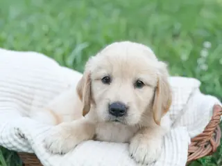 Golden Retriever dogs Ranger - Ad 12