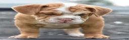 Mixed Breed dogs for sale: Hercules Bulldog hybrid  - Ad 15