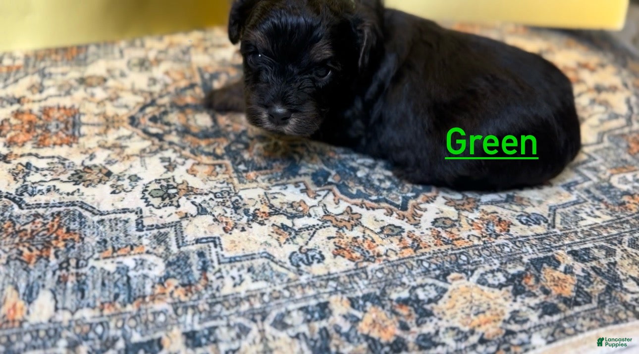 Mixed Breed dogs Prince - Ad 6