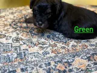 Mixed Breed dogs Prince - Ad 2