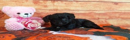 Aussiedoodle dogs for sale: Aussiedoodle Puppy 4 - Ad 5