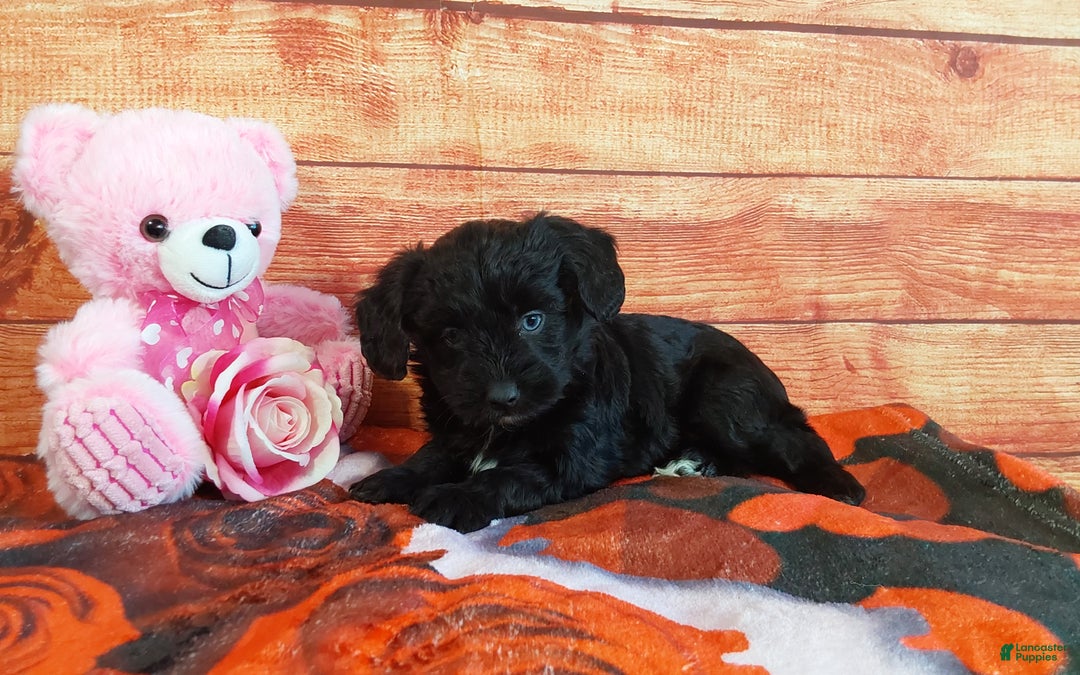 Aussiedoodle dogs for sale: Aussiedoodle Puppy 4 - Ad 5